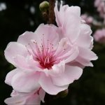 Avatar User ID: 84540