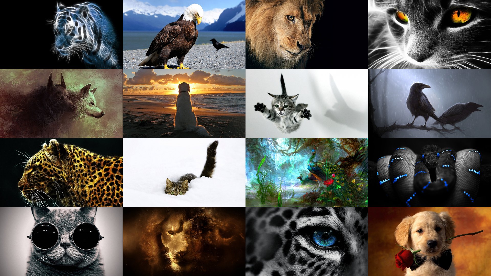 9700+ 4K Ultra HD Animal Wallpapers | Background Images